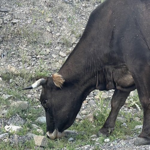 Blue duotone image of a cow grazing  in stone-littered grass.
