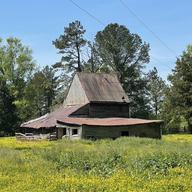 Red and purple duotone image of a tobacco barn in an overgrown field. Background: trees. 